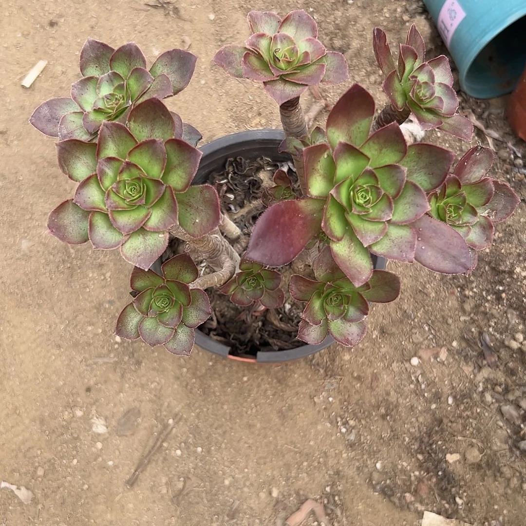 多肉植物冰武士老庄