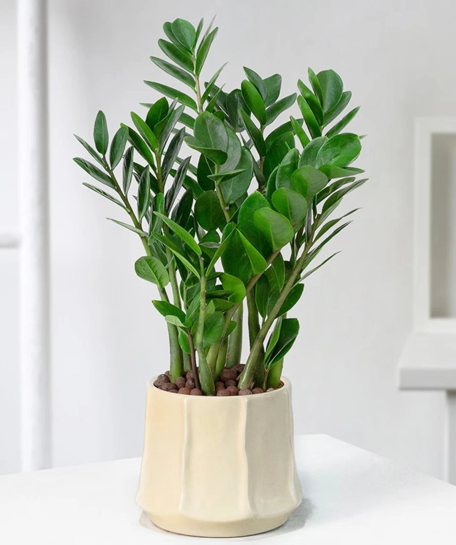 【基地直发】桌面盆栽金钱树四季常青净化空气绿植（原盆破损不包赔）