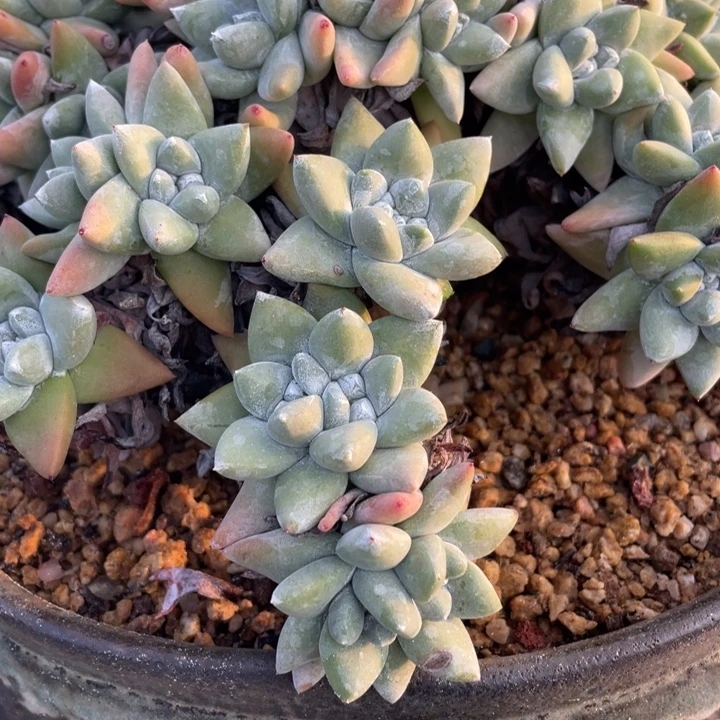 大群粗桩福利粗桩