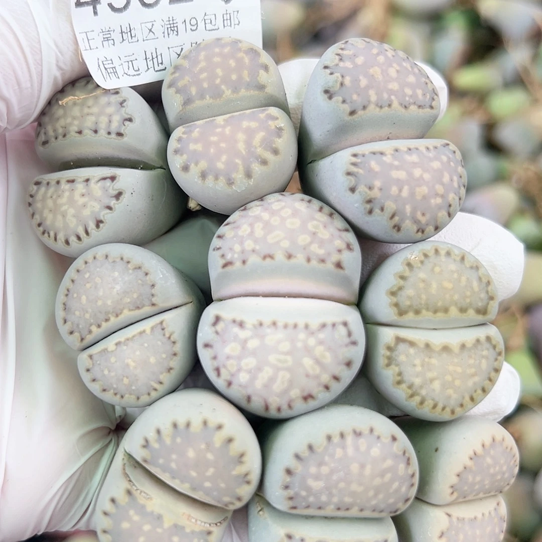4992 五年饼干巨无霸9个2.5-3cm