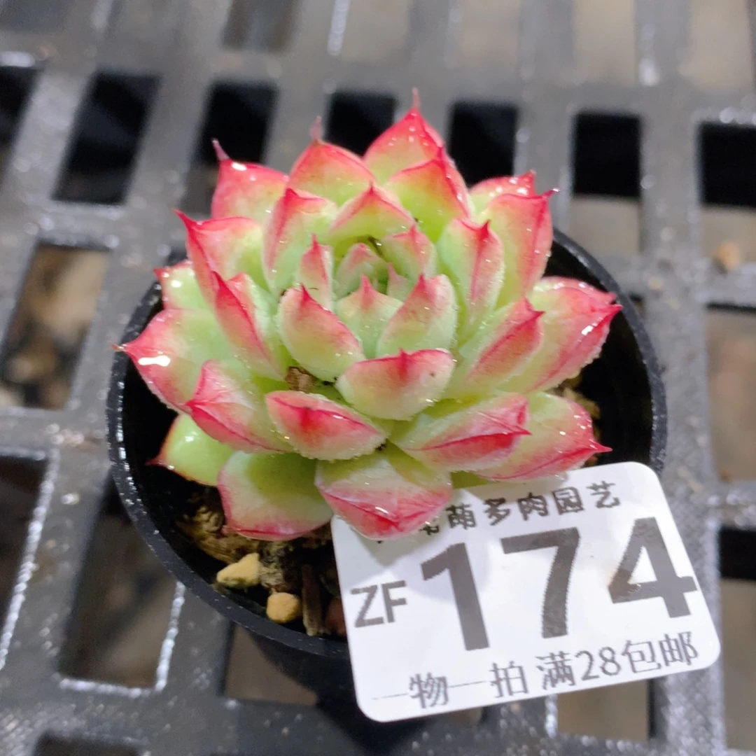 肉萌萌拇指盆精控多肉ZF174