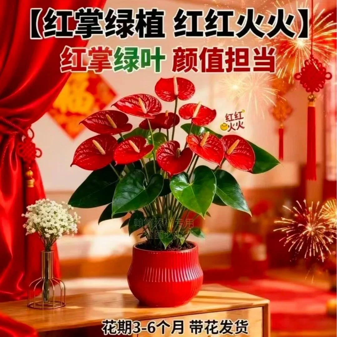 红掌盆栽办公室桌面水培土培绿植四季开花鸿运当头绿植年宵花