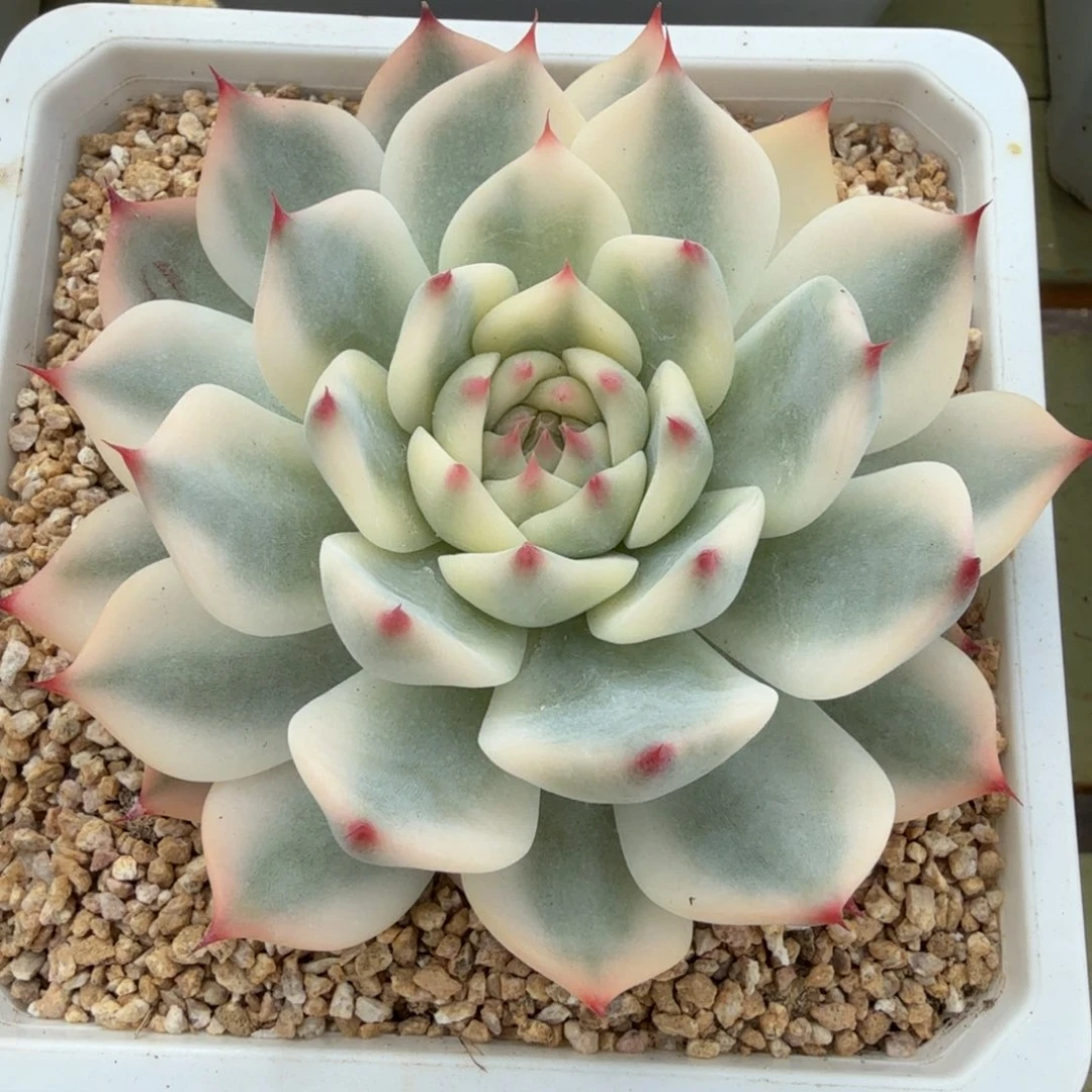 吉娃娃锦锦上园艺一物一拍