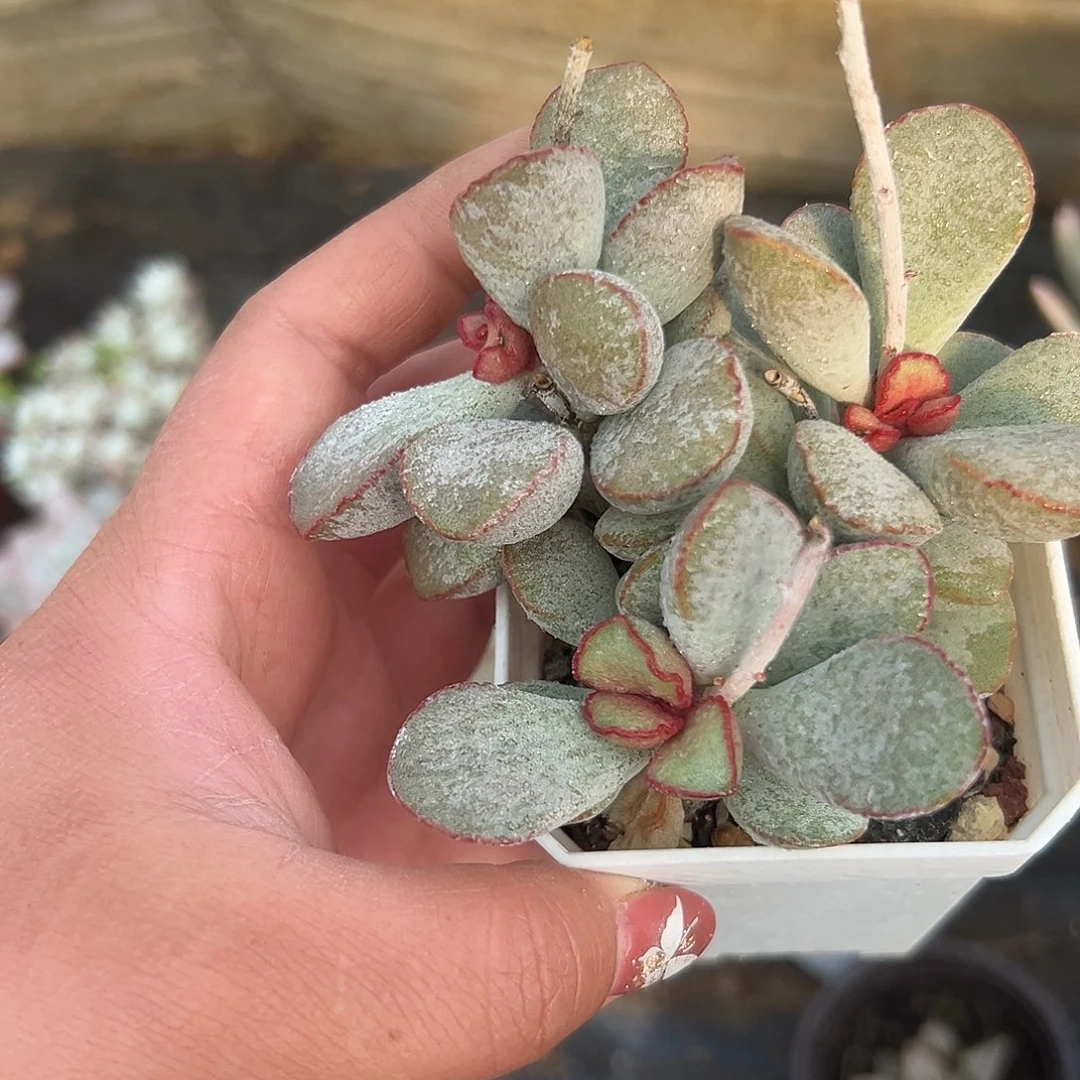 多肉植物春彩水泡