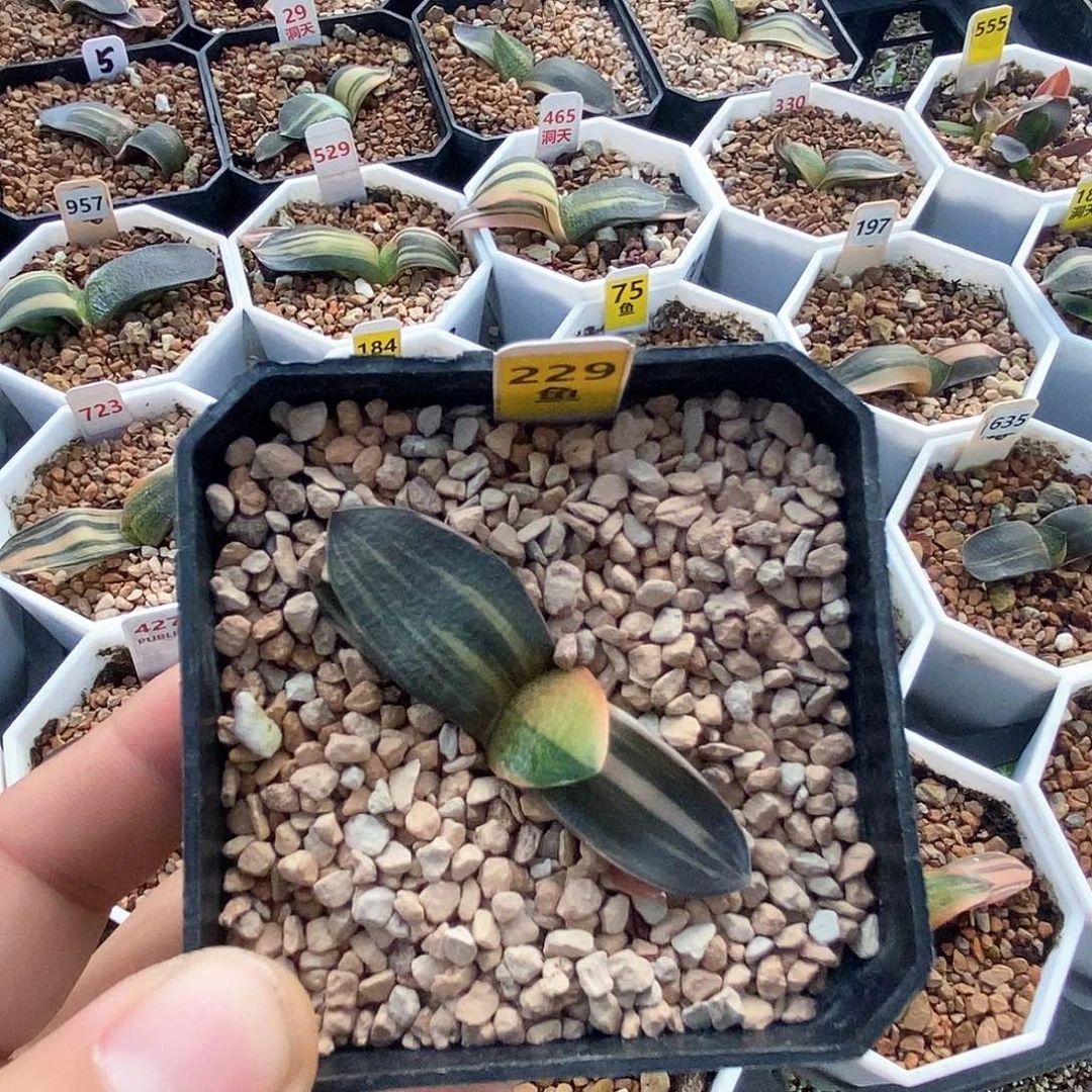 红陶229号珍珠卧牛锦