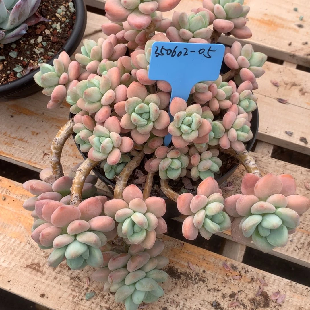 辣**花350602-05粉洛神泡沫球发货