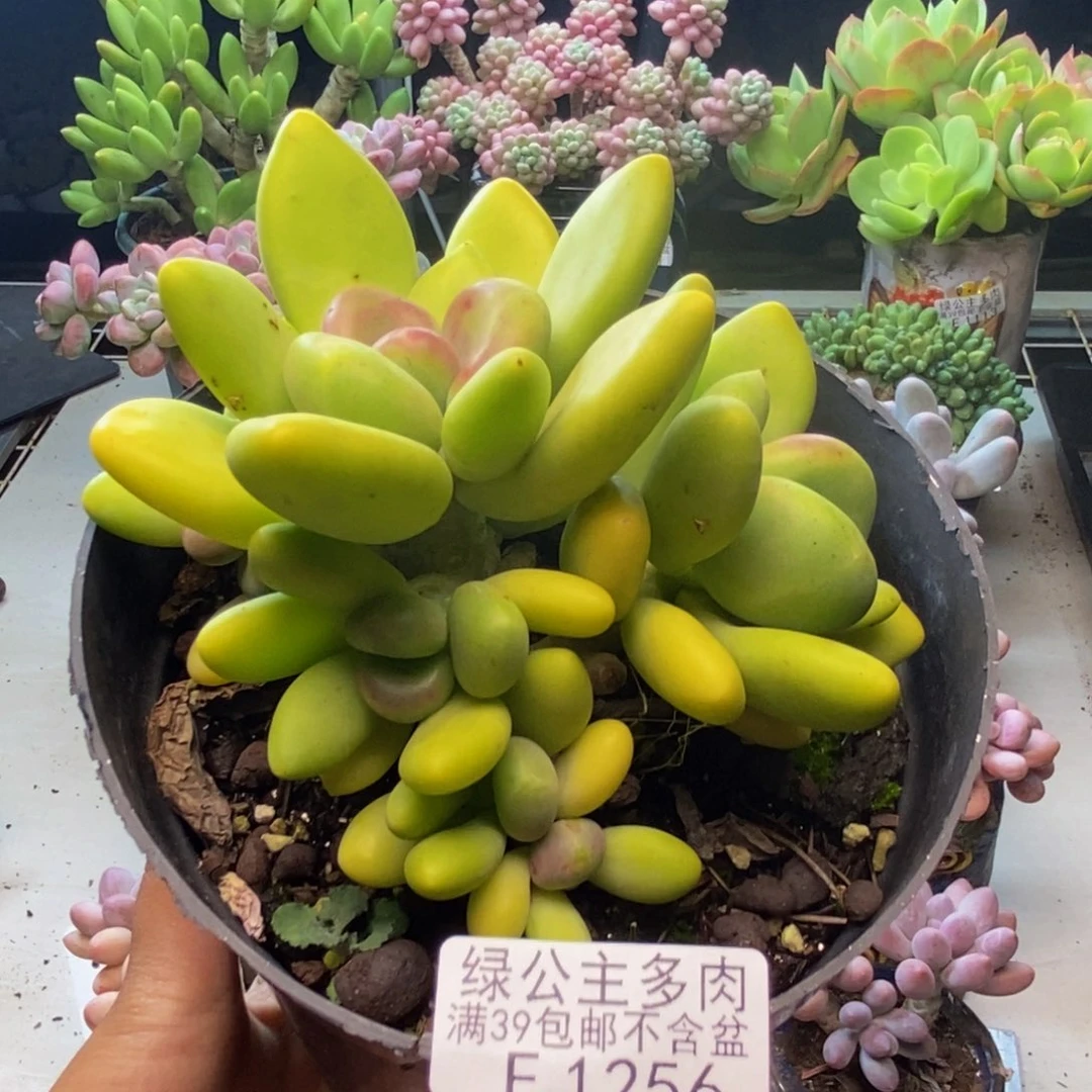 256金蝉芒果奶多肉10c m