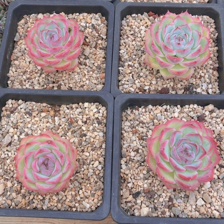 湖***色多肉测影一物一拍