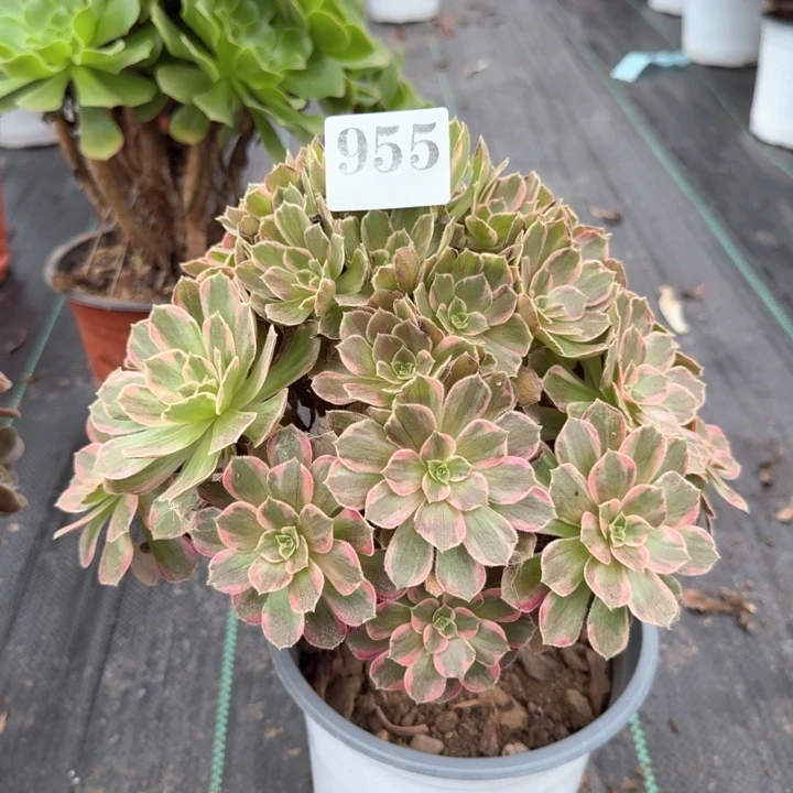 花***贵安娜法师一颗，955