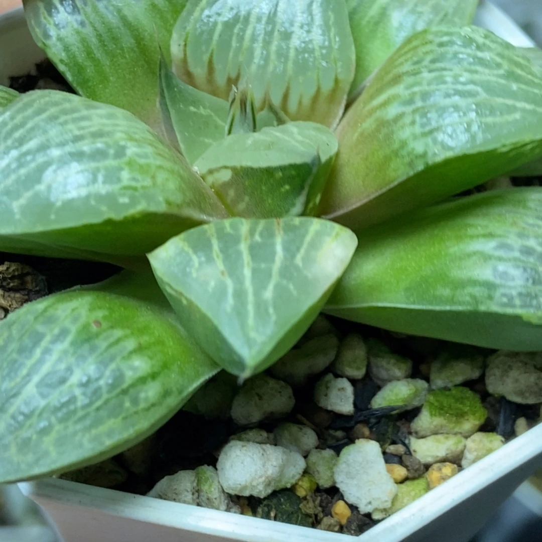 裹般若实生寿根系一般