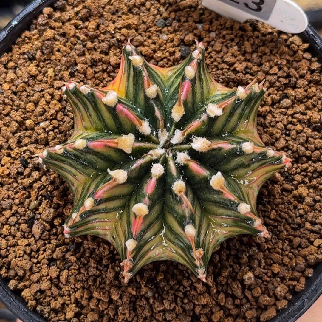 桃太郎肋骨锦 米哈仙人球