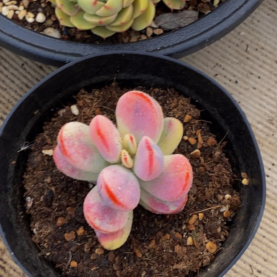 苹*黄48包邮一物一拍多肉植物