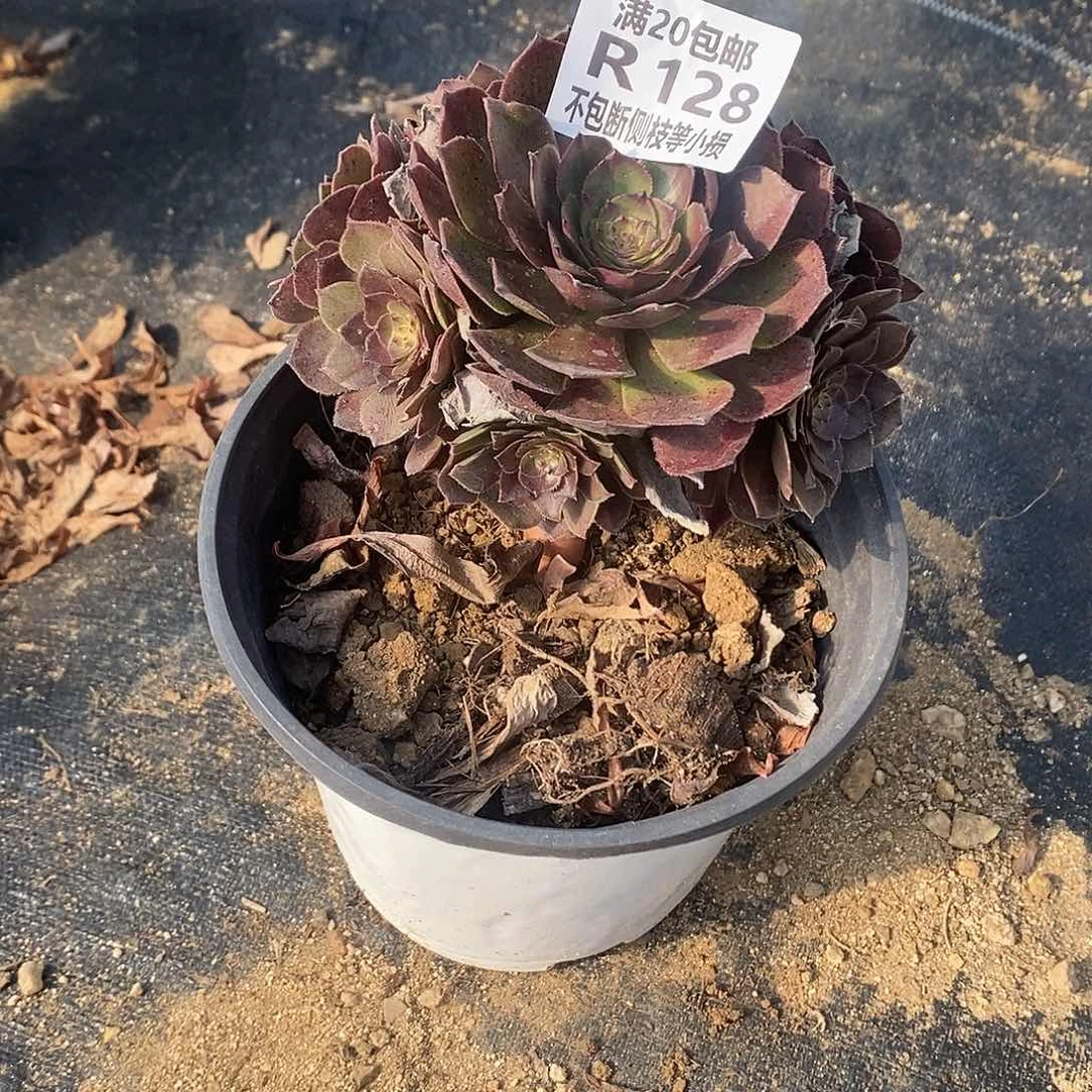 128红魔多肉法师锦