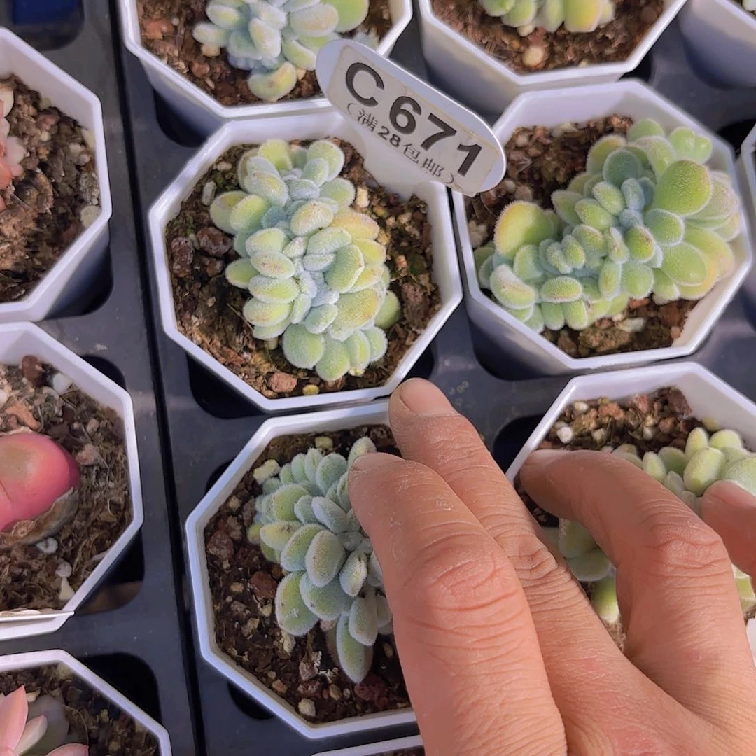 C671雪晃星一物一拍