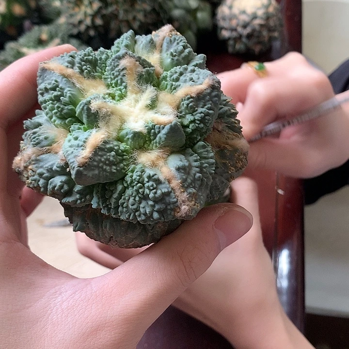 点赞福利牡丹怒涛杂交不寄养无售后