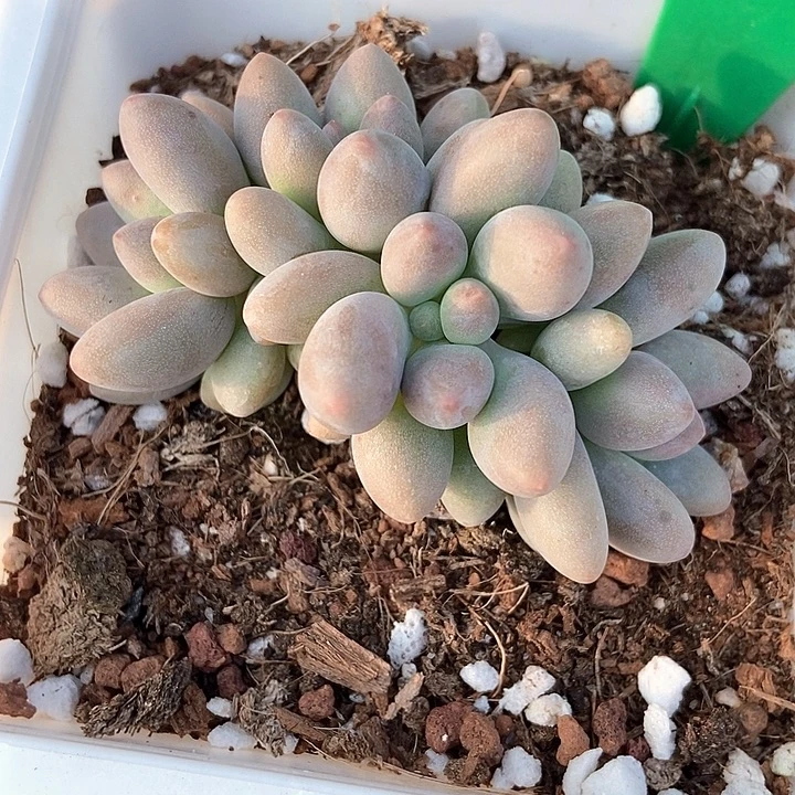 多肉植物粉色恋人969