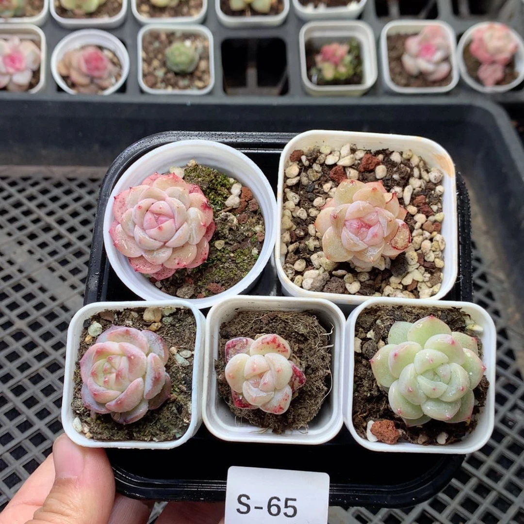 无花朵S65英语英语