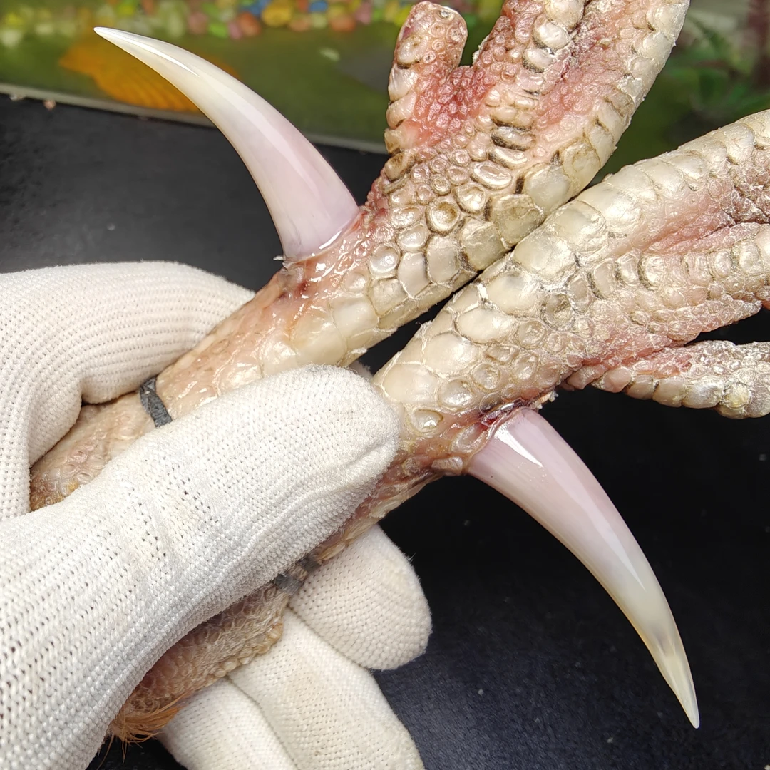 沉醉骨艺鸡爪骨紫色一对