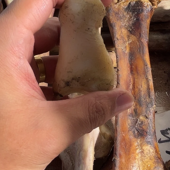ZXhu趾骨趾骨趾骨趾骨