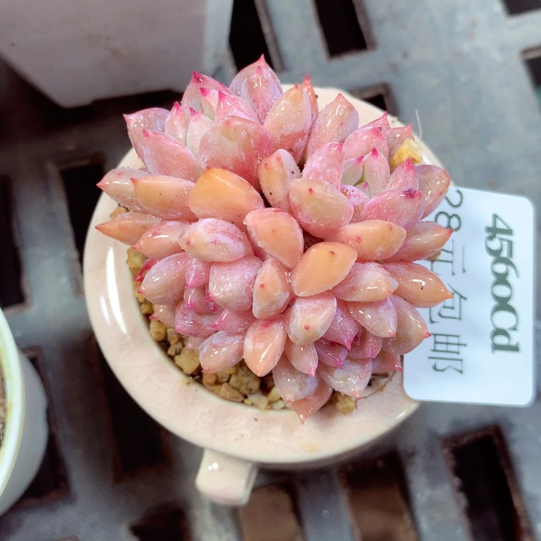 5厘米盆精控多肉4560