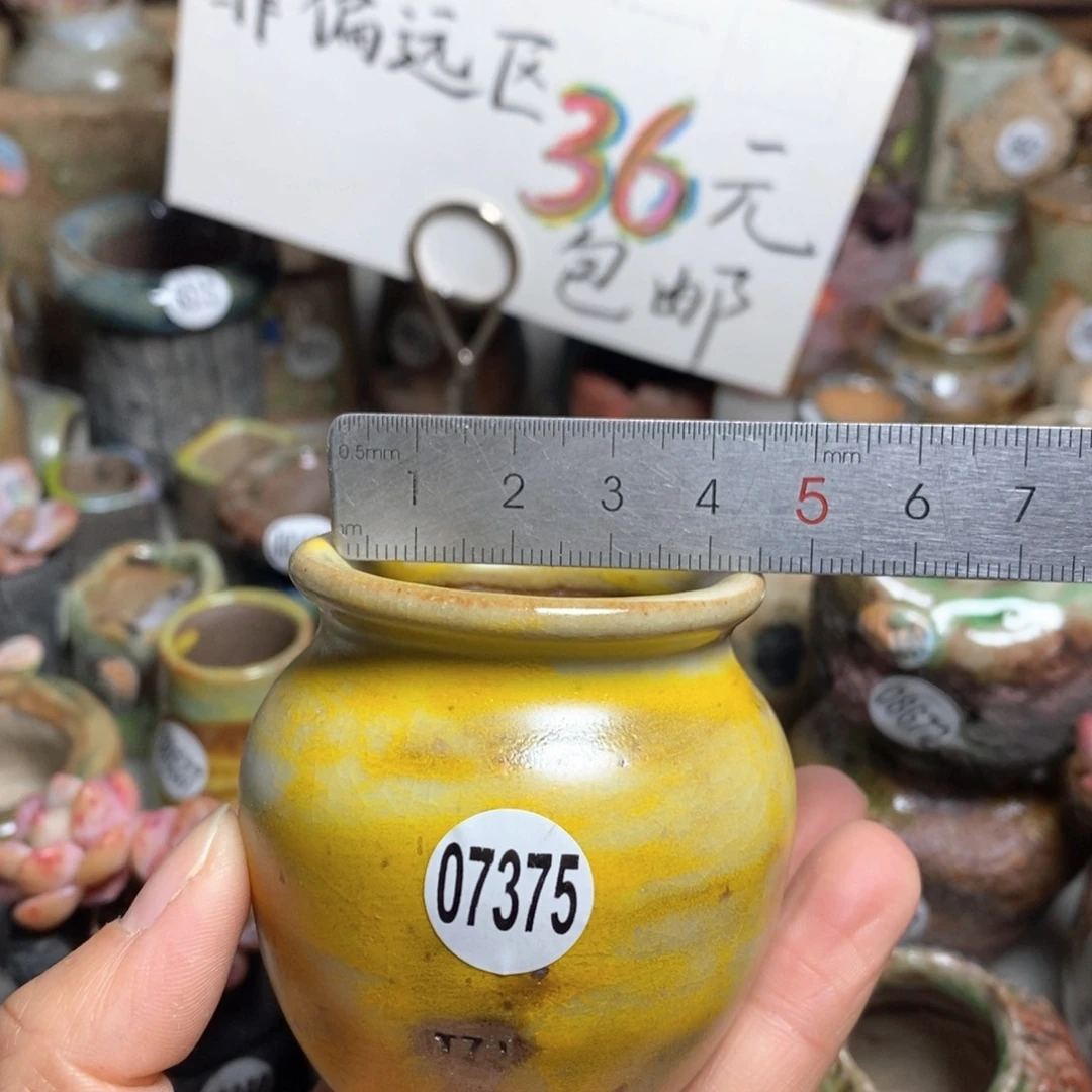 花盆拍5送一个小礼物