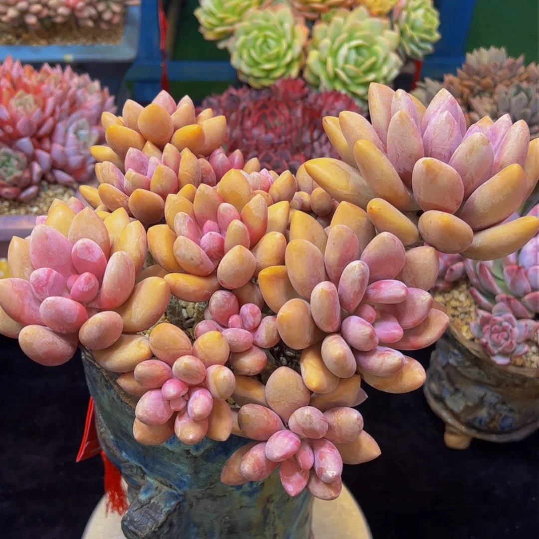 ?*然多肉植物保护研究所