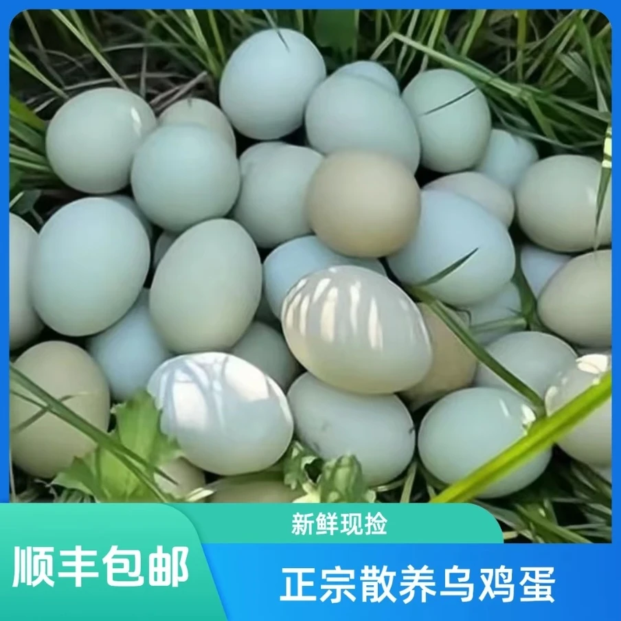 【50枚顺丰包邮】正宗绿壳鸡蛋乌鸡蛋林地散养当日新鲜土鸡蛋初生蛋