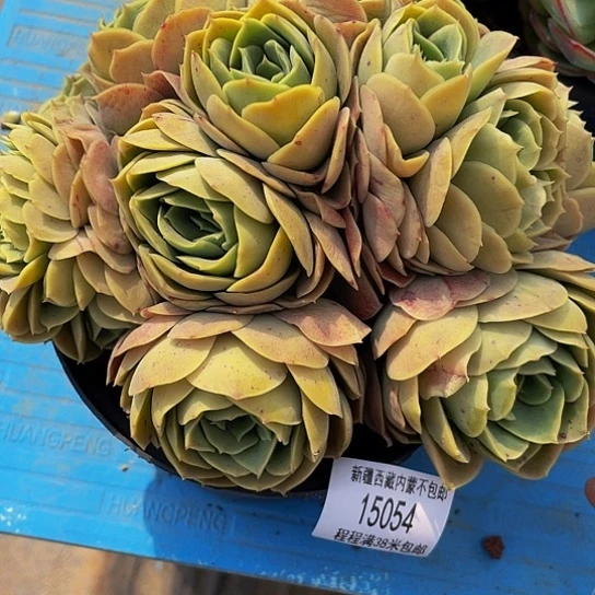 瘦**肉桃花坞15054多肉