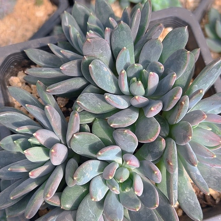 七彩美人大群美人美人一物一拍