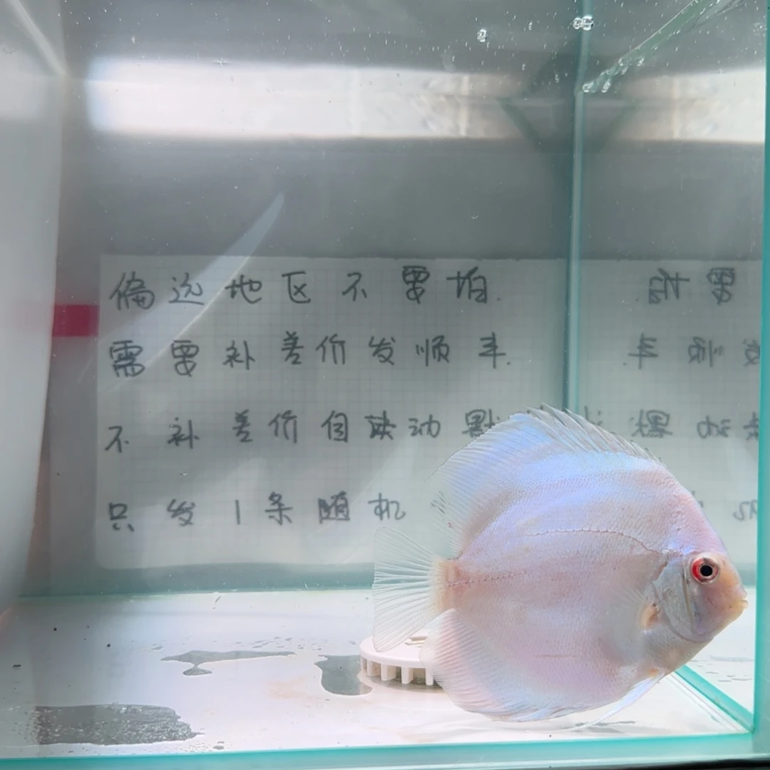 七彩神仙鱼肉身7-8偏远地区不拍