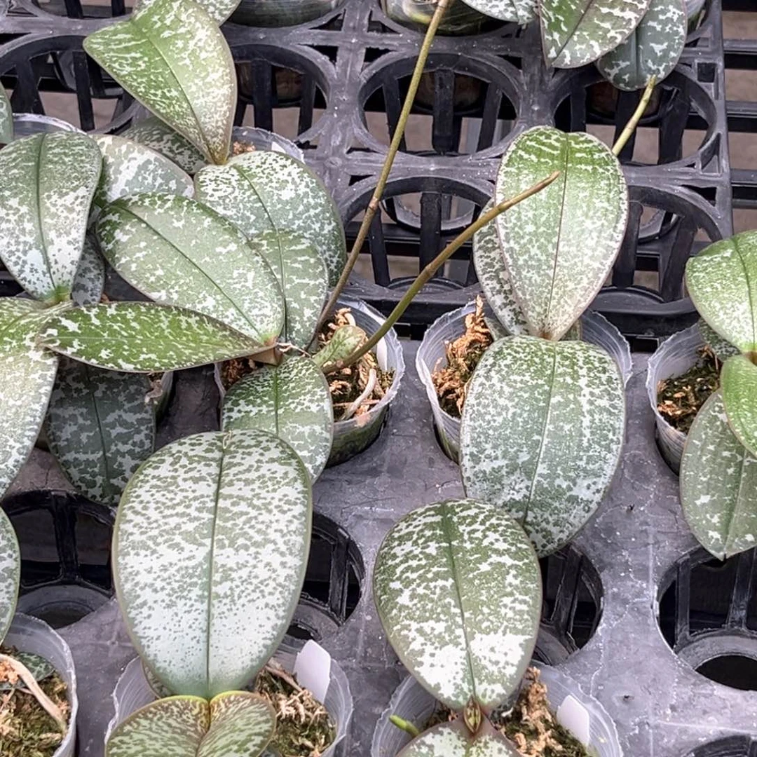 无花朵2.5寸pj35抽梗苗