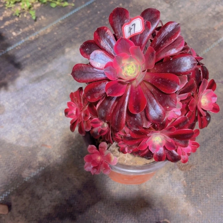 一**香一物一拍美杜莎47