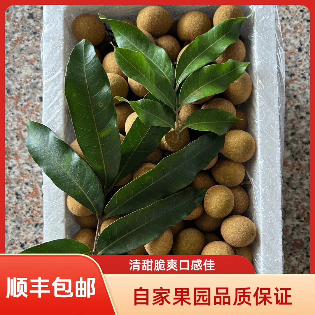 自家果园储良大果新鲜现摘桂圆龙眼热带水果清甜脆爽
