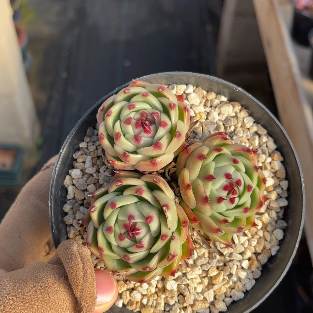 超级蓝龙满68包邮