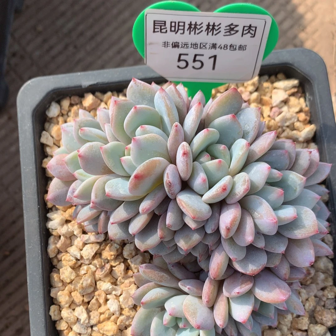 @***姐星星橙朵朵缀551