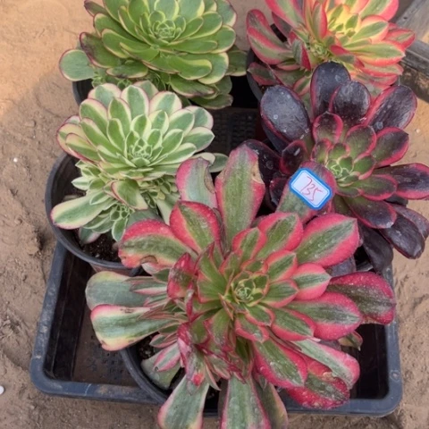 735多肉植物组合