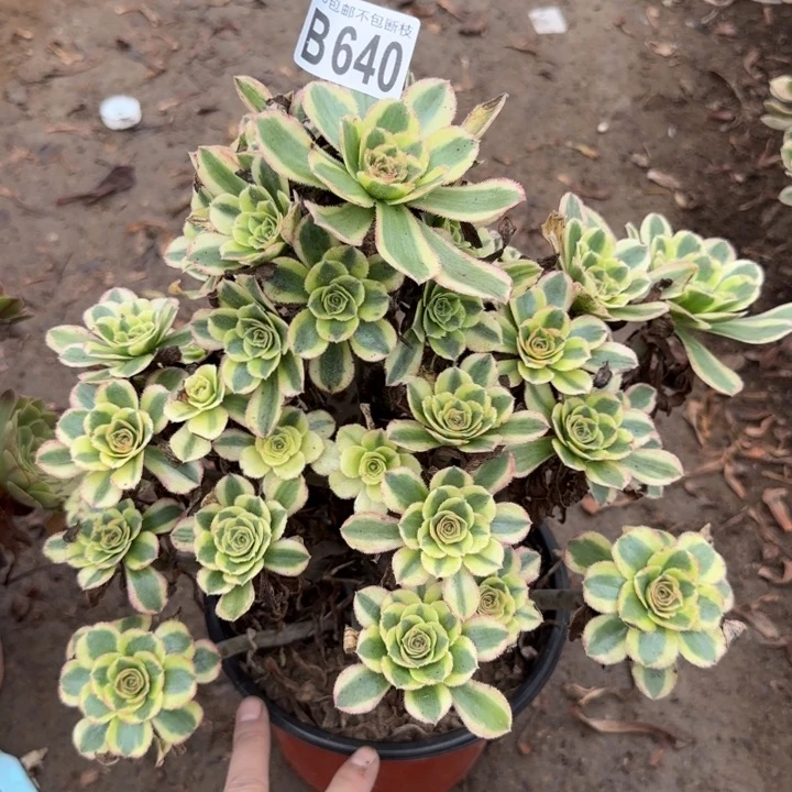 白兰地……多肉植物……