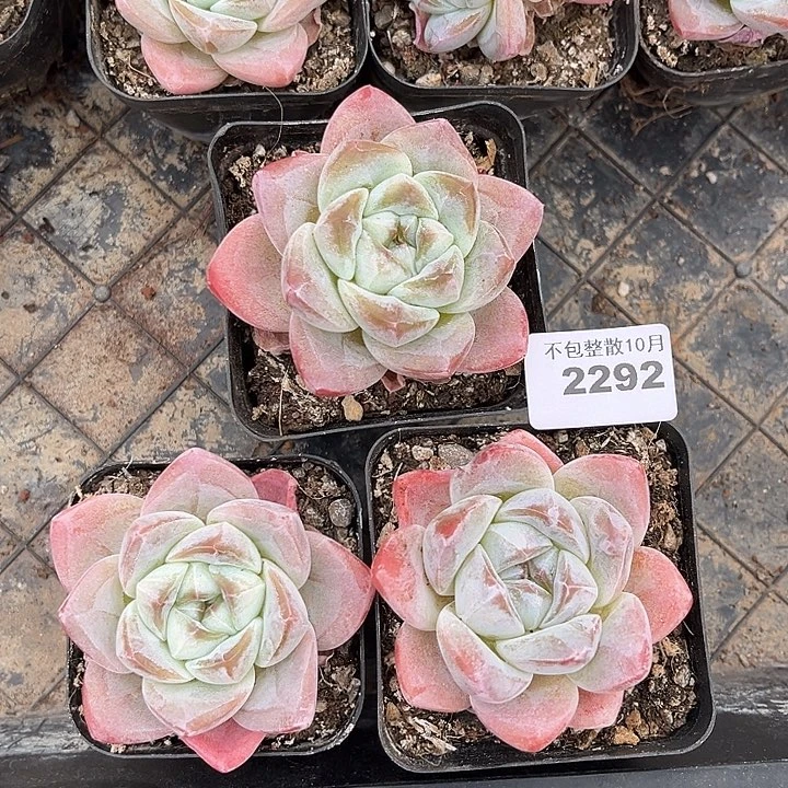 阿雅园艺。       2292三颗冰玉