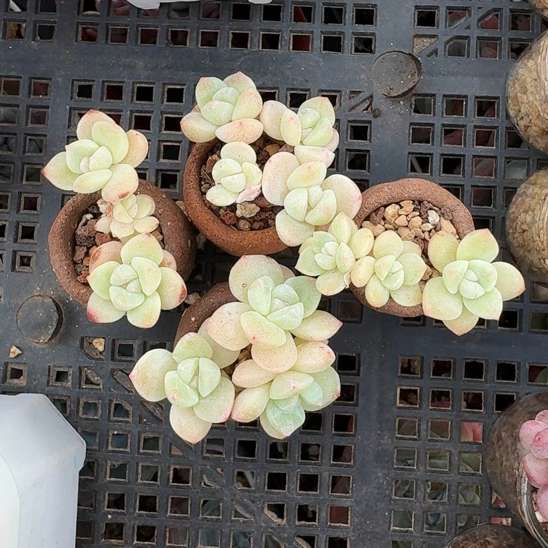 萍*萍专拍拇指冰玉群生4颗脱土