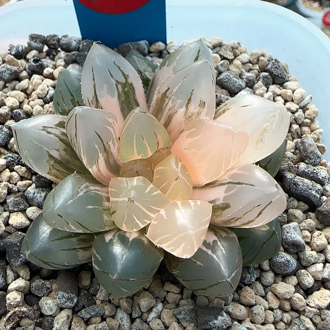 390号OM玉露锦一物一拍带盆土