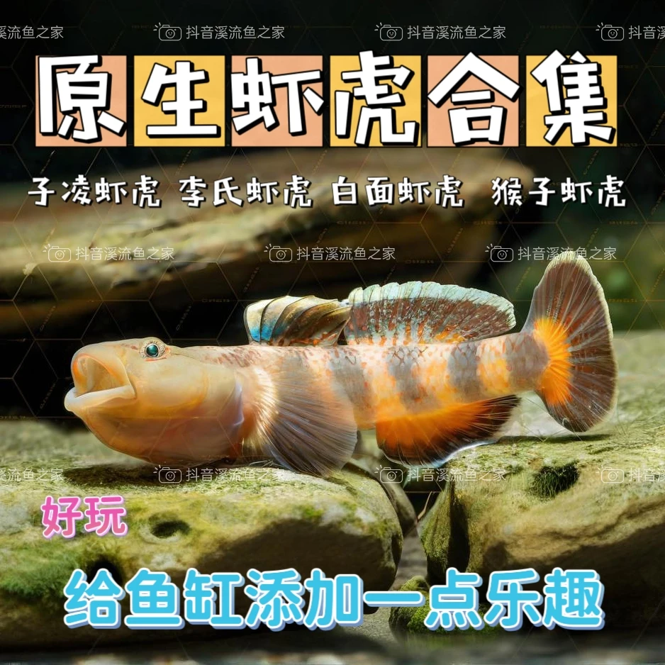 原生白面子陵李氏猴子虾虎鱼观赏鱼小型淡水冷水鱼底层鱼虾虎合集