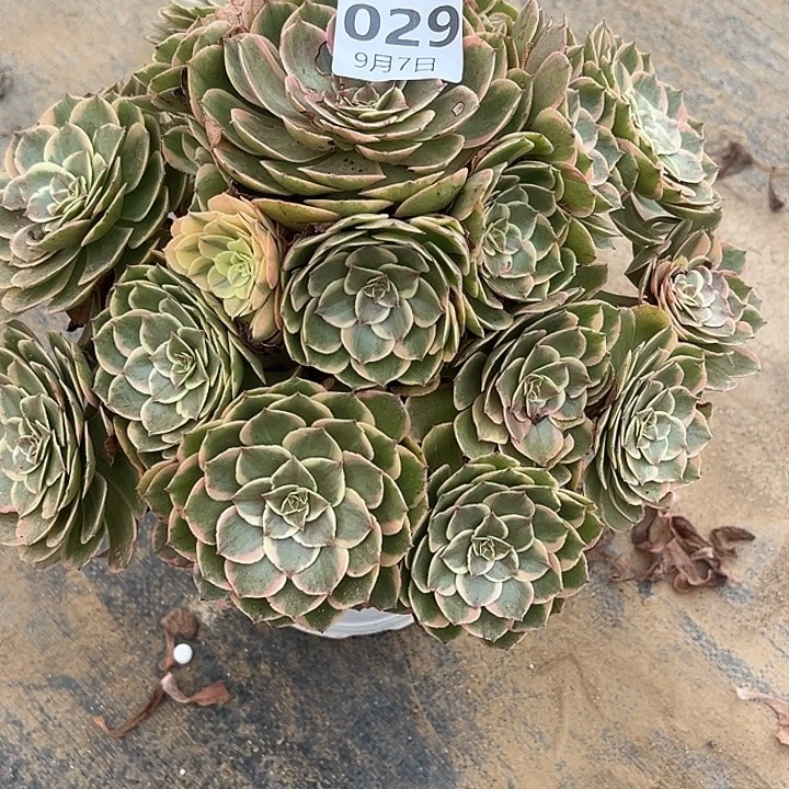 9.7-29粉花妖多肉植物1