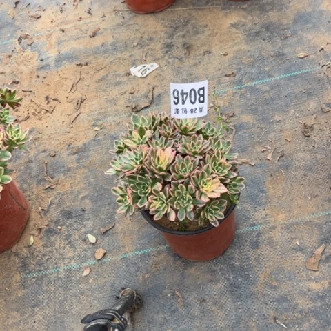 046甜茶不包断枝