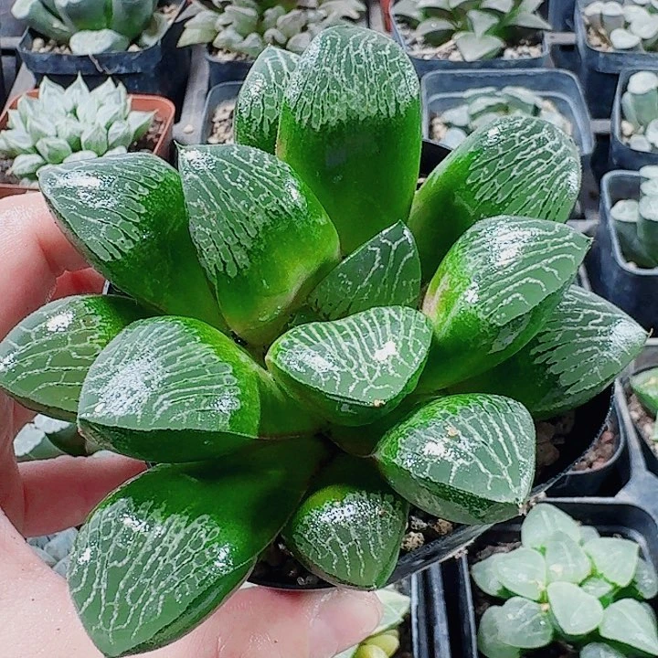 无花朵十二卷 实生寿 福利