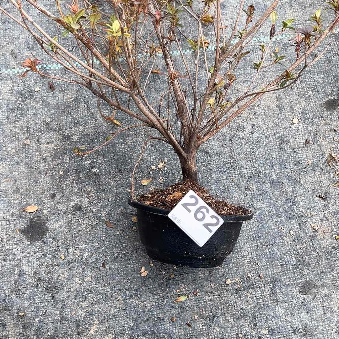 红陶直播时间一直一个