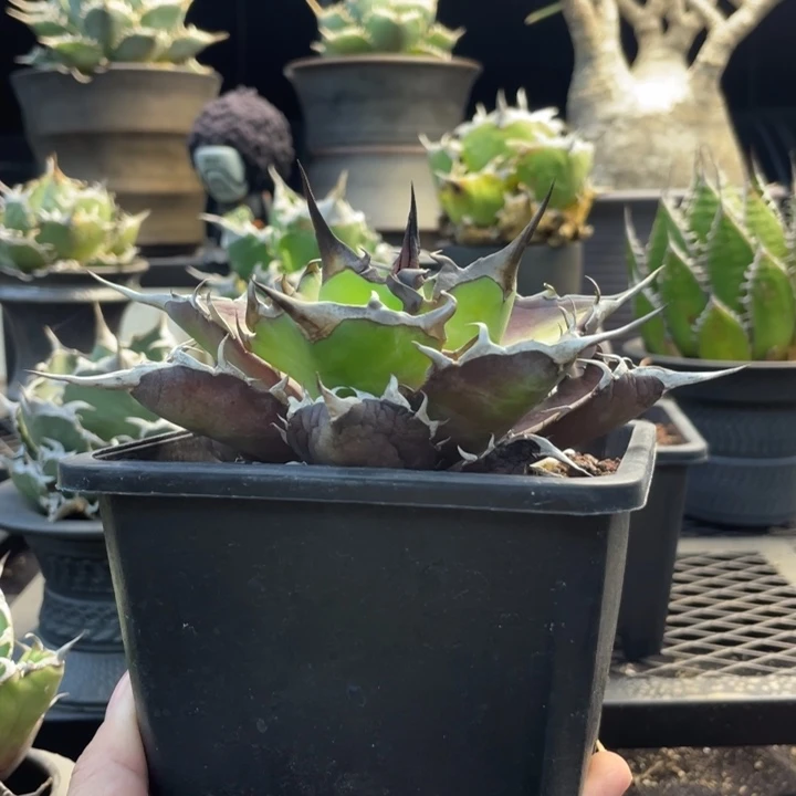 【闪购商品】黑帝斯。