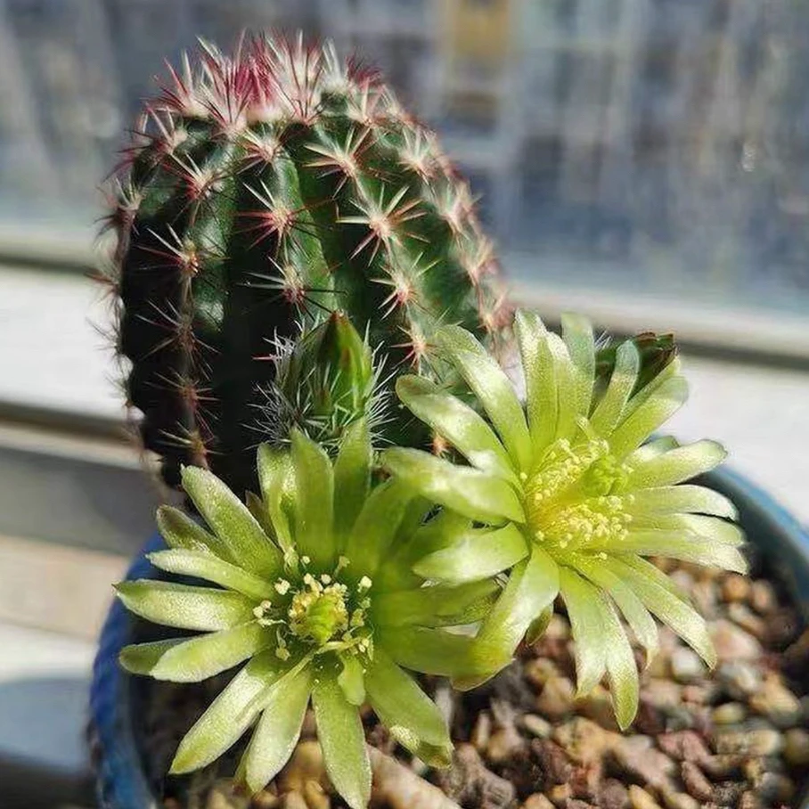 虾类仙人球开花球