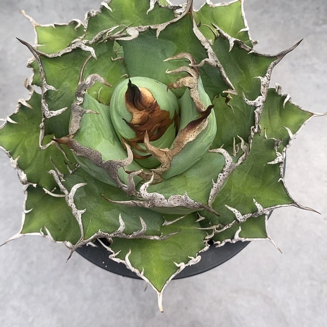 仁王冠凯撒龙舌兰