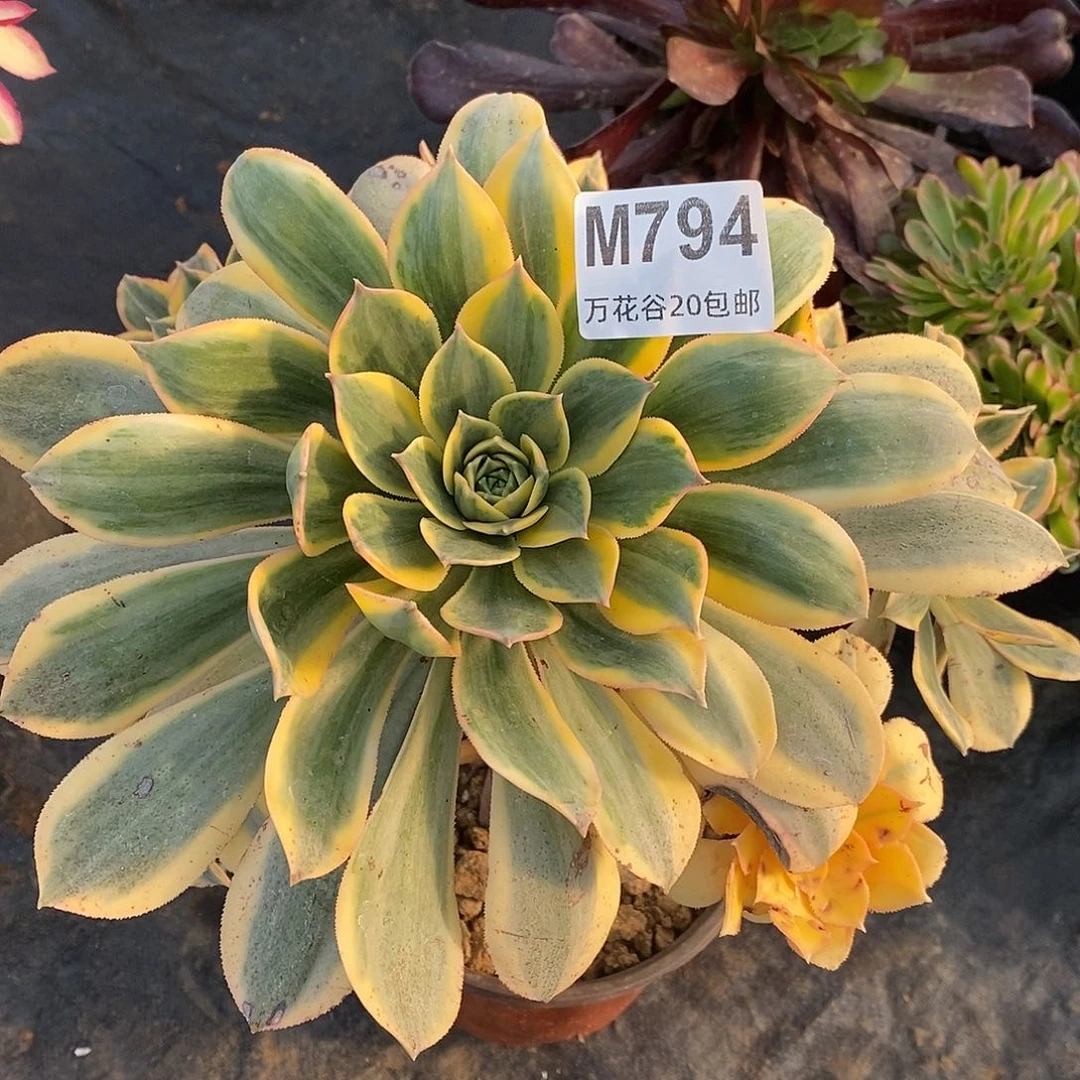 794灿烂多肉植物