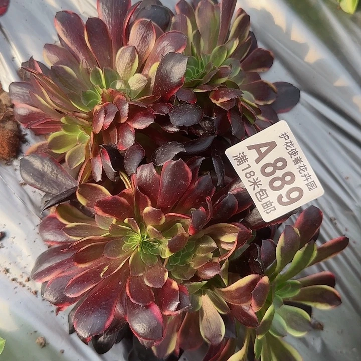 多肉法师女家里朵朵